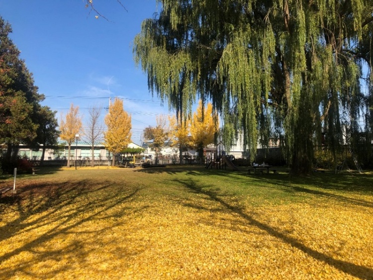 大きな木が多く茂る、落ち葉に覆われた広場と遊具が見える公園の風景です。