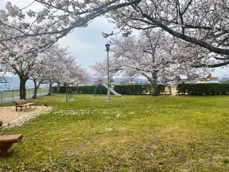 桜の木が咲く吉野宿なかよし公園の外観。ブランコや滑り台、ベンチが設置されています。