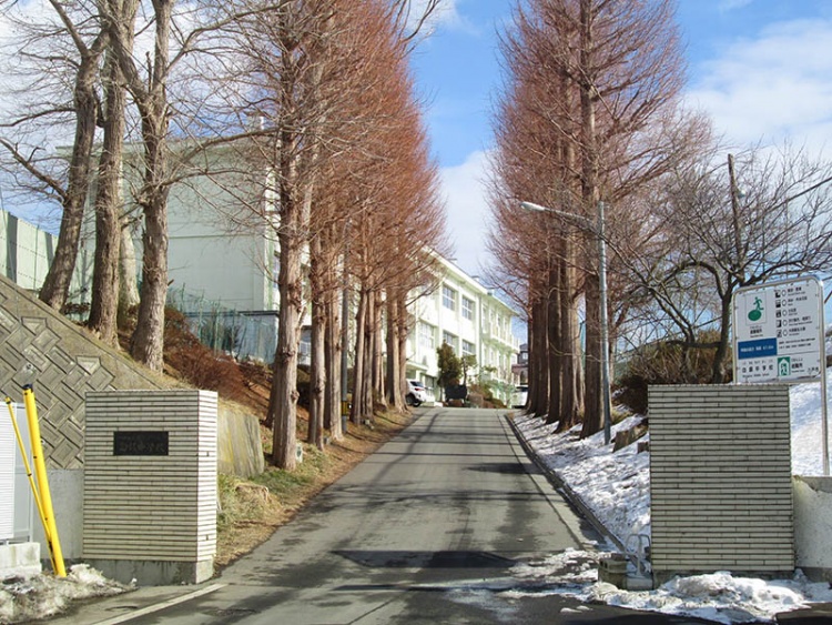 校門から続く道路の両側に高い木が並ぶ白銀中学校の入口。校舎が奥に見えます。
