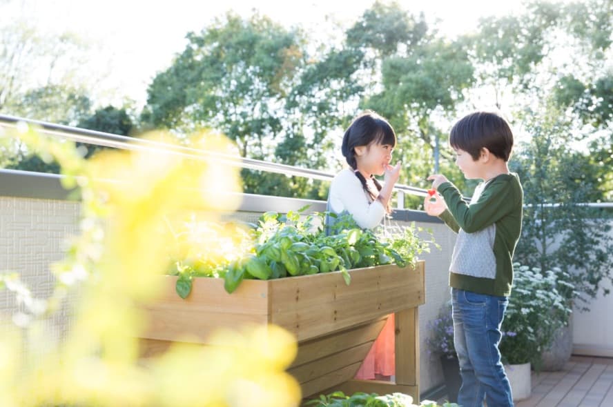 1.5階スタイルのイメージ画像。明るい日差しの中、ベランダで育てた野菜を摘んでいる二人の子供たち。木製のプランターから新鮮な野菜を収穫し、楽しそうに話しています。